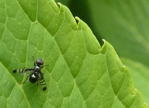 Rivellia syngenesiae